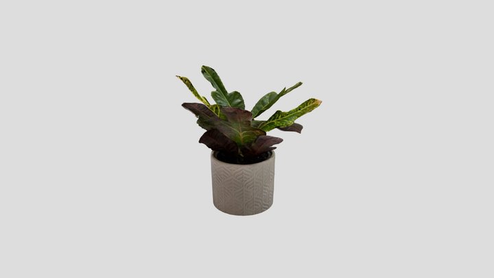 Desk Plant 3D Model