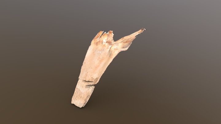 Large Dead Palm Stalk - Photogrammetry Scan – Modello 3D gratuito STL