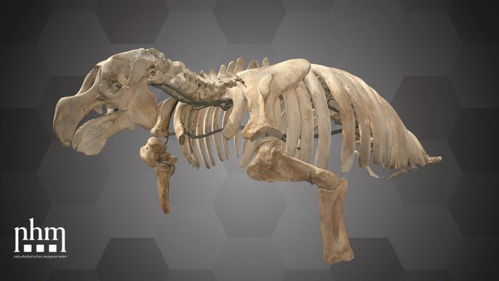 Steller’s Sea Cow (NHMW-ZOO-MAMM-614) – Free 3D Model STL
