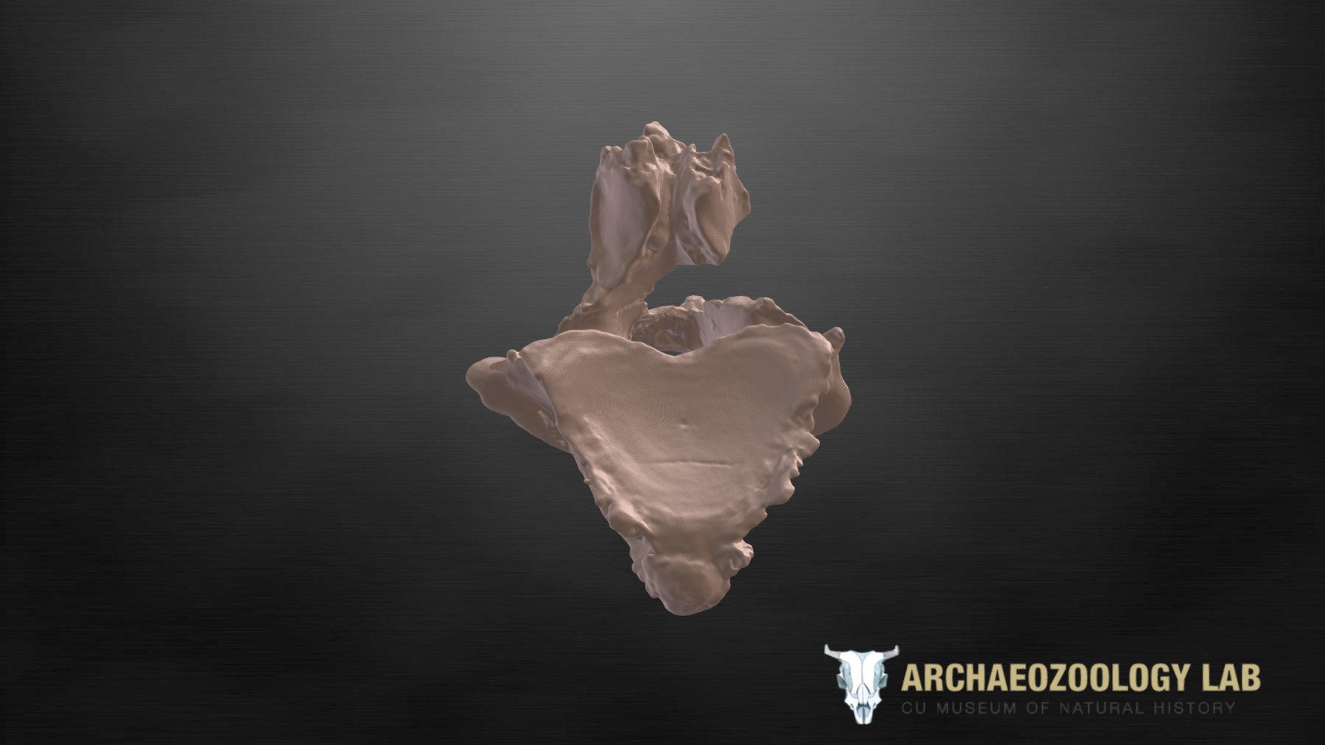 Horse vertebra fragment with horizontal fracture