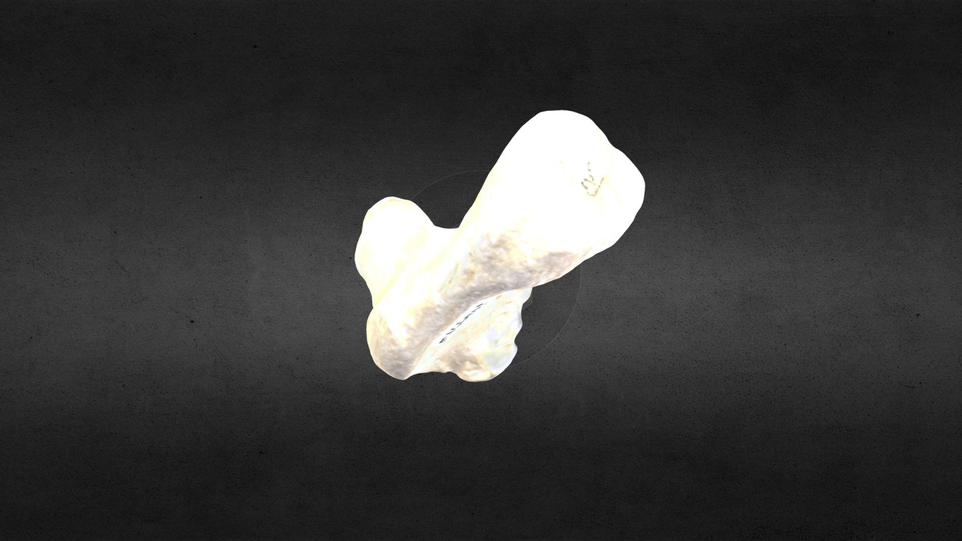 MSCC007 Ursus americanus Right Calcanium