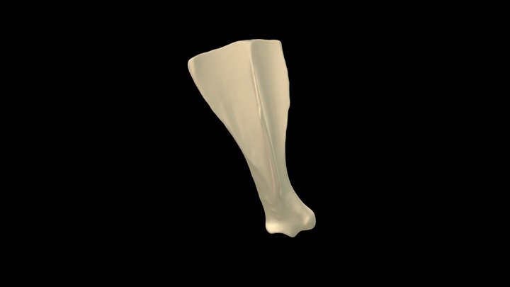 Escapula 3D Model