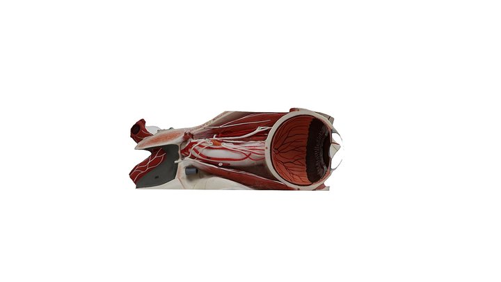 Nerves of the eye 3D Model