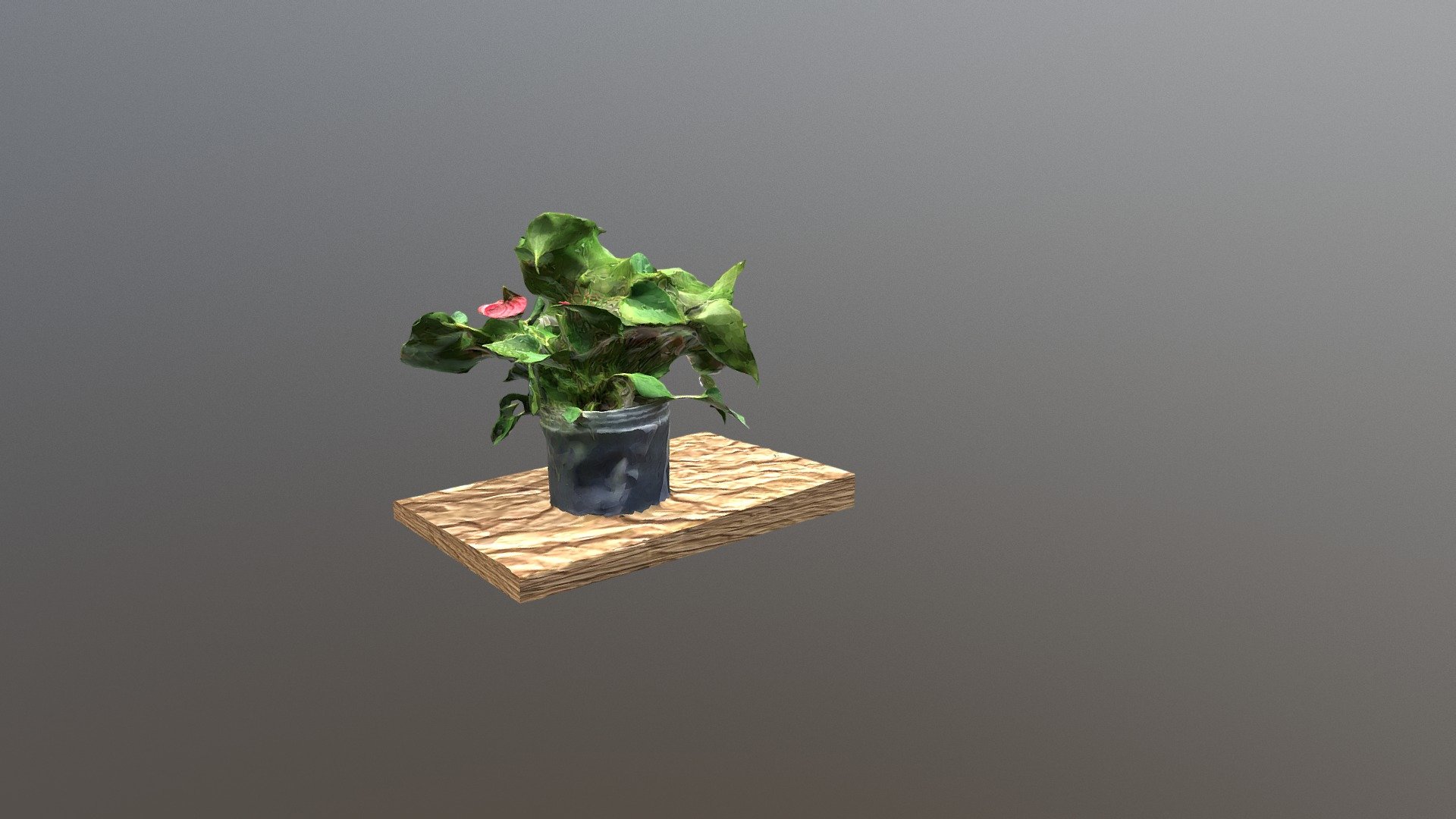 My Plant