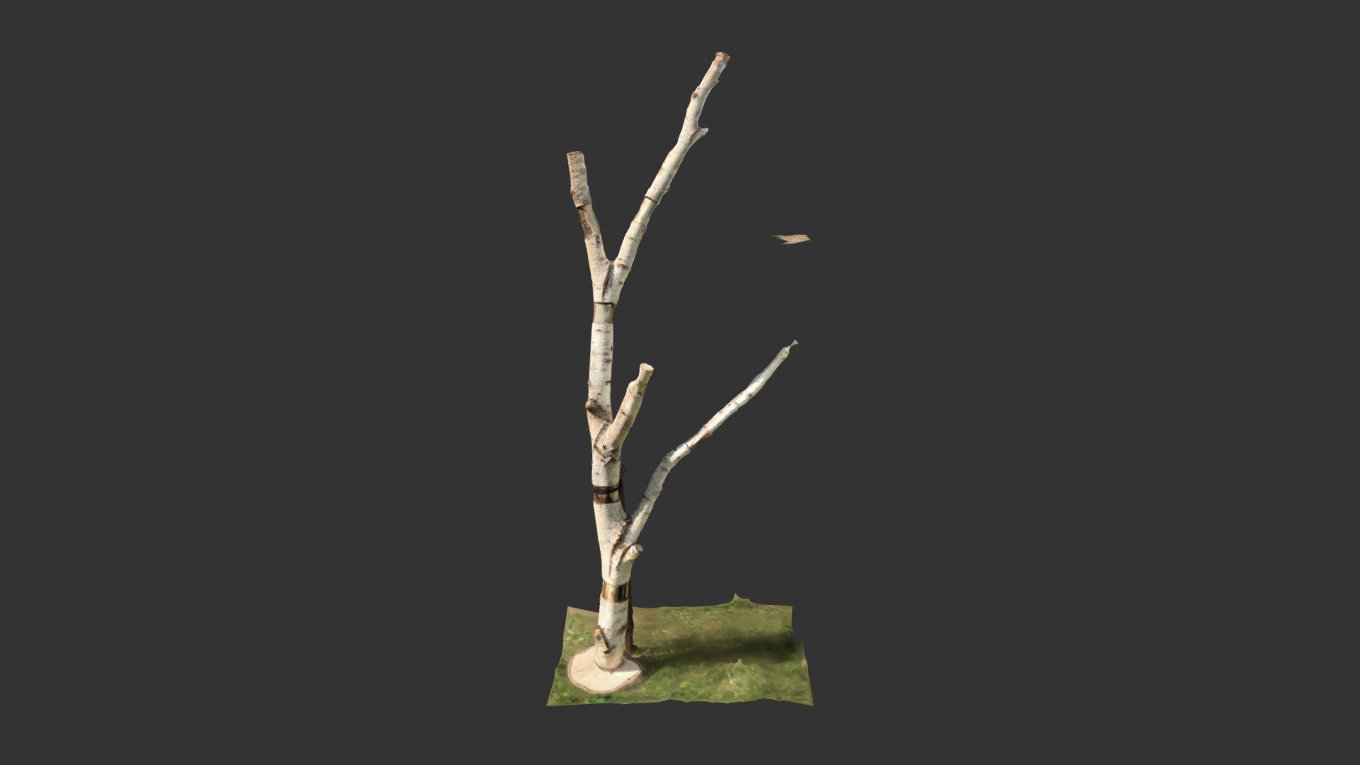 Baum 1