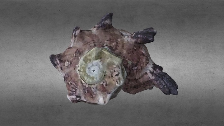 common delphinula 3D Model