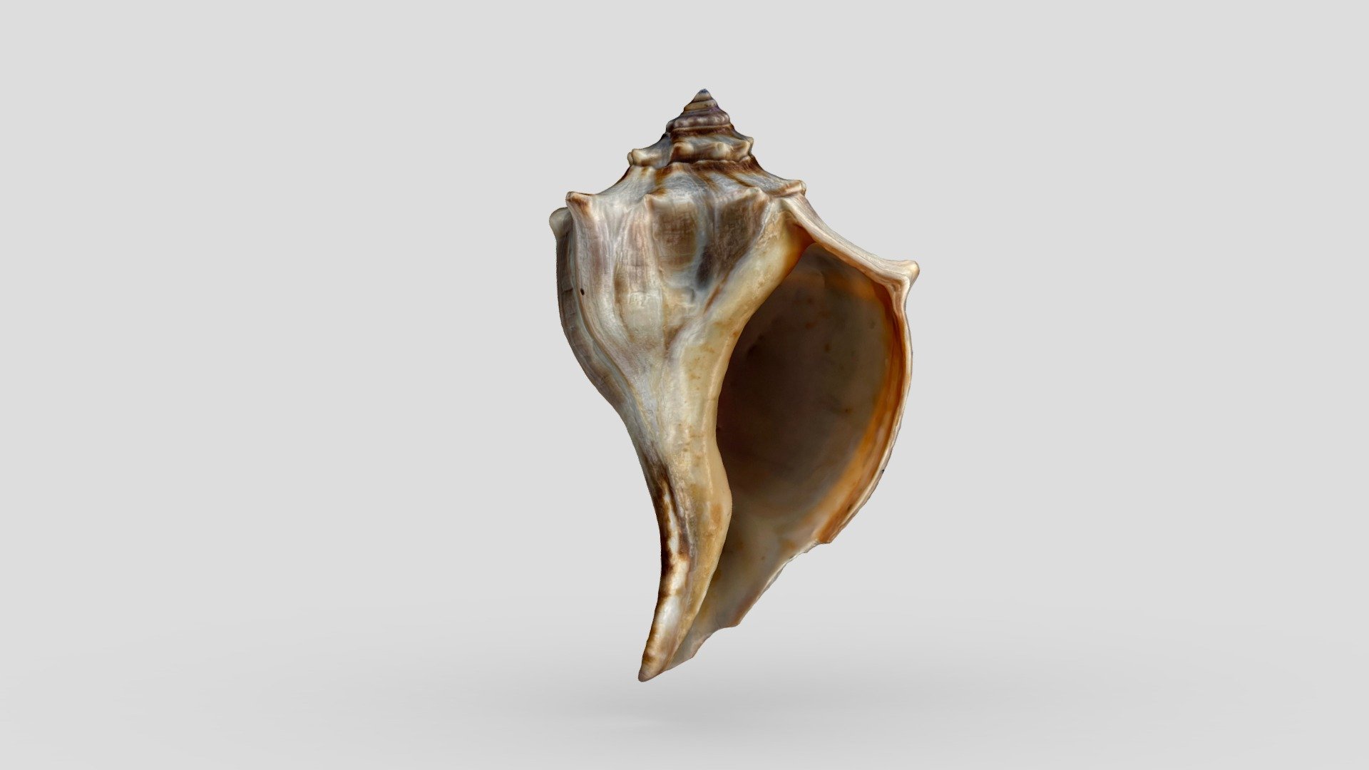 Knobbed Whelk
