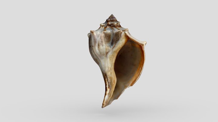 Knobbed Whelk – Modello 3D gratuito STL