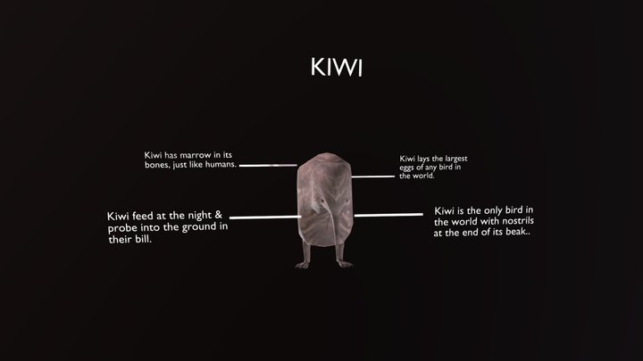 Kiwi 3D Model