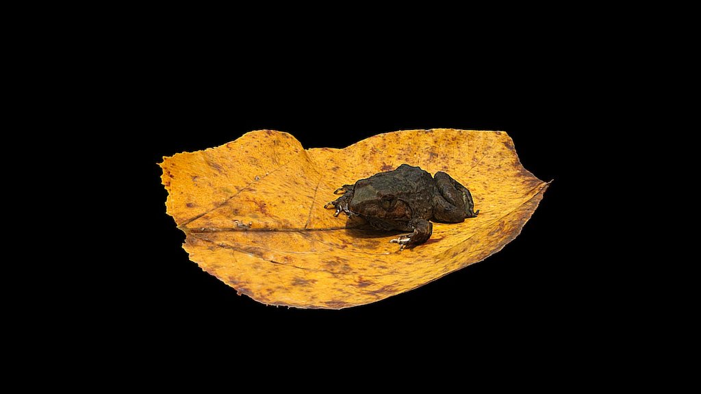 Model 18 - Fanged Frog