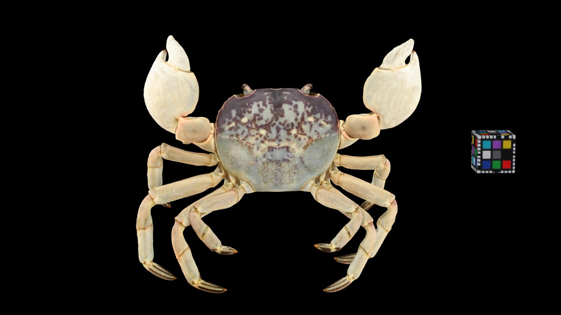 アカイソガニ Akaiso Crab, Cyclograpsus intermedius