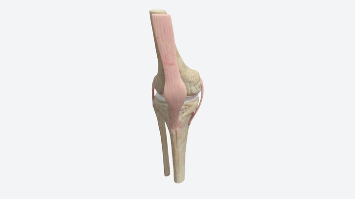 3D View Knee 3D Model