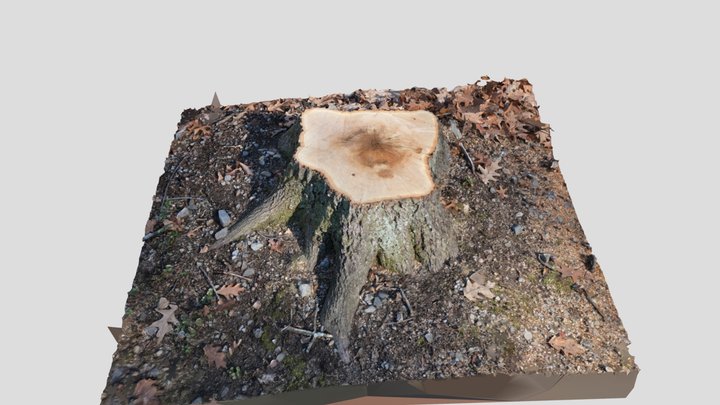 Tree Stump 3D Model