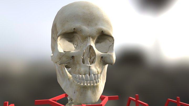 골학(Osteology) - 두개골(cranium, skull) 3D Model