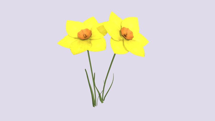 Generic narcissus flower