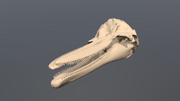 Common Dolphin (Delphinus delphis) Skull 3D Model