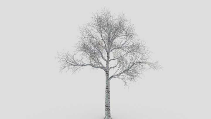 White Birch Tree-ST-34 3D Model