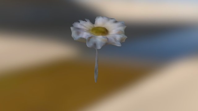 Echinacea 'Fragrant Angel' 3D Model