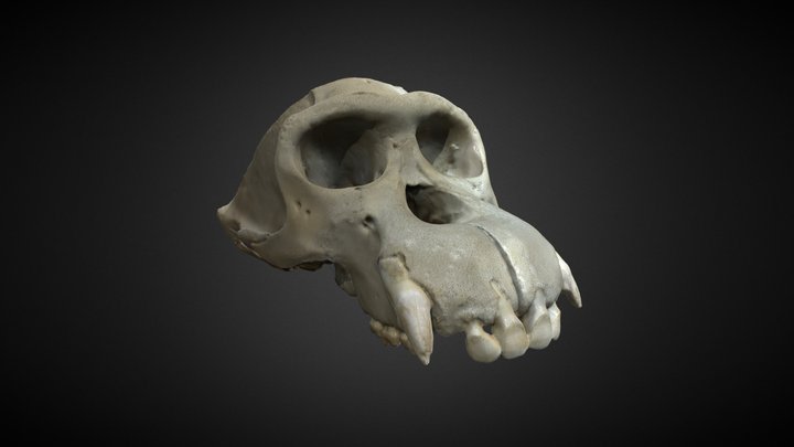 Chimpanzee Pathological Cranium 3D Model