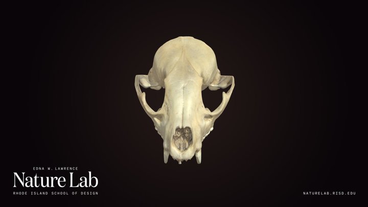 Raccoon Skull – Modelo 3D gratuito STL