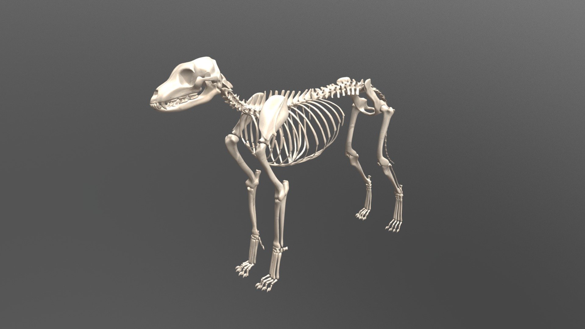 Dog Skeleton - 3D model by karab44 (@karab44) [cf24cbe] - Sketchfab