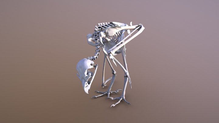 Eastern imperial eagle skeleton (Aquila heliaca) 3D Model