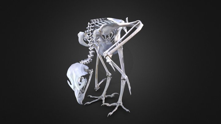 Eastern imperial eagle skeleton (Aquila heliaca) 3D Model