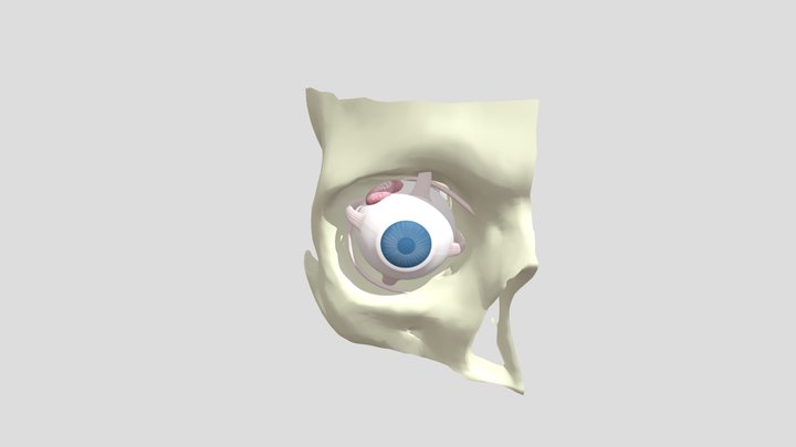 Eye and it's functions collection of thunthu 3D Model