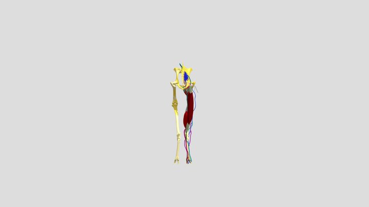 3D Model of Sciatic Nerve in Ox 3D Model