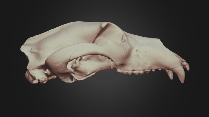 Ursus arctos horribilis (Grizzly Bear) Skull 3D Model