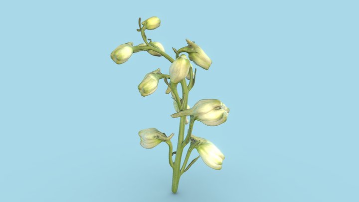 Flower Buds 3D Model