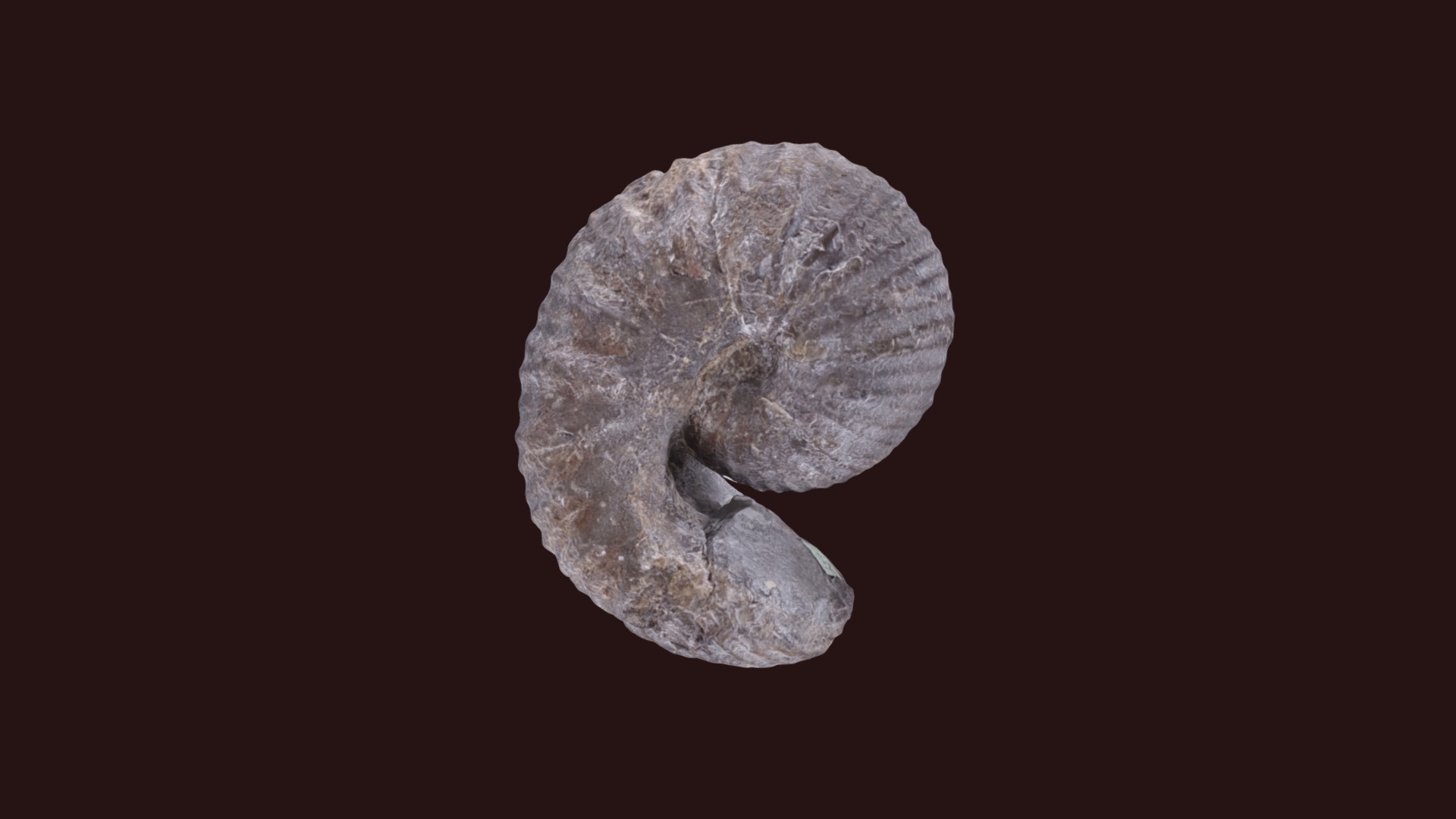 3D model Scaphites ventricosus D1684 - This is a 3D model of the Scaphites ventricosus D1684. The 3D model is about a rock with a dark background.
