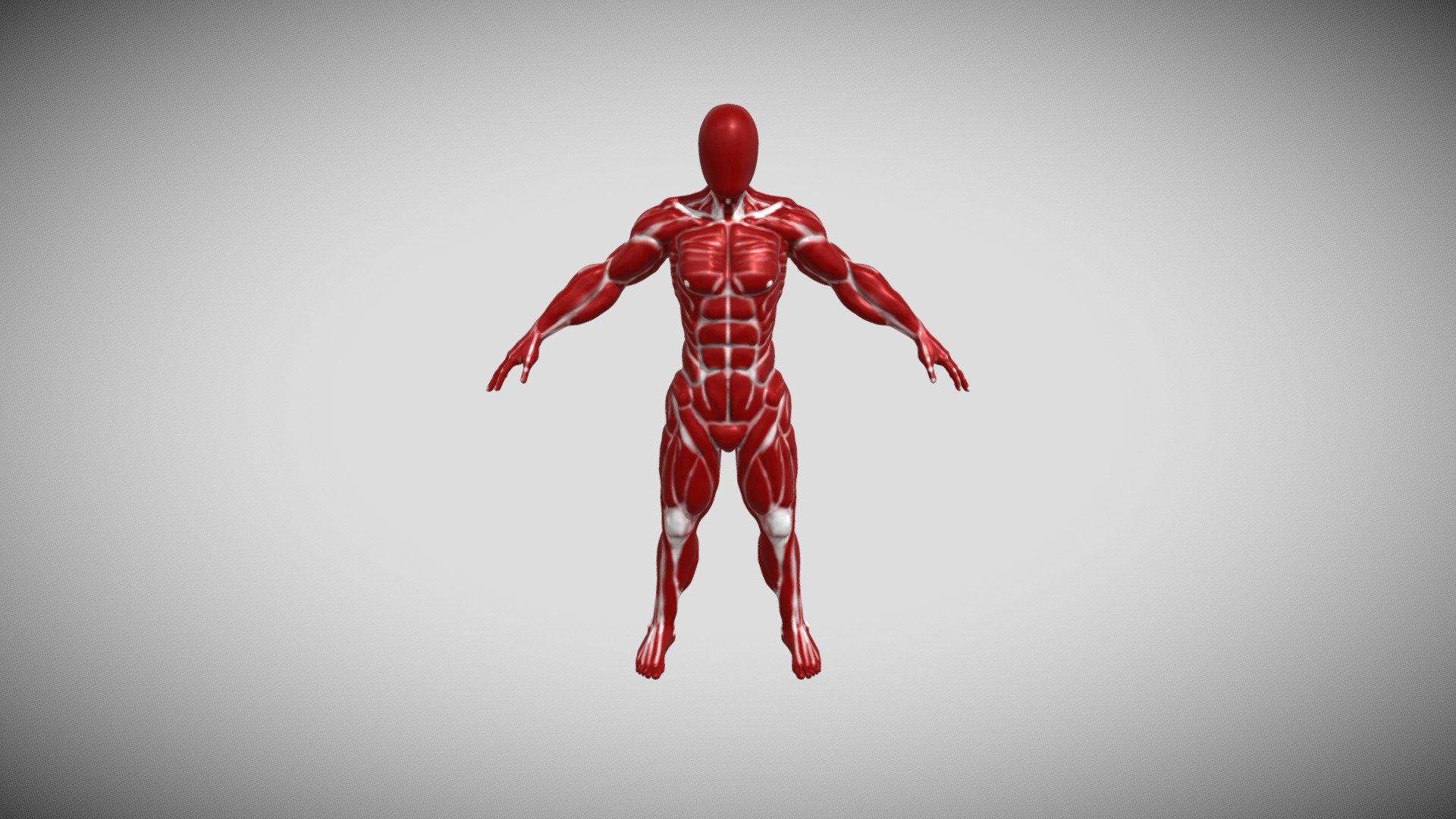 2283 Anzalone Anatomy