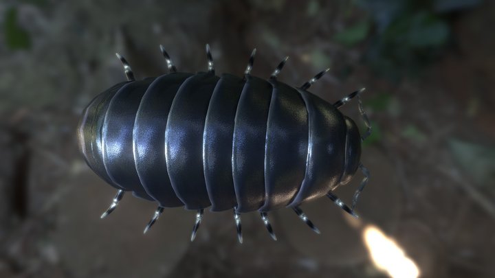 Roly-poly 3D models - Sketchfab