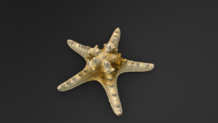 Starfish 3D Model