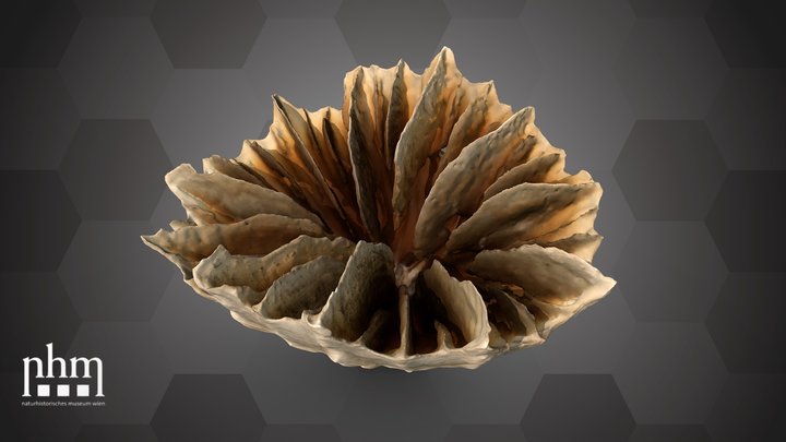 Solitary cup coral (NHMW-ZOO-EV-0008200) – Gratis 3D-model STL