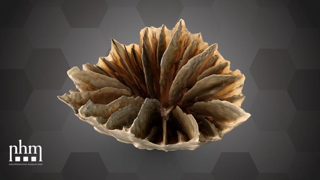 Solitary cup coral (NHMW-ZOO-EV-0008200)