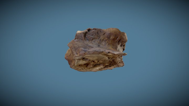 WSM43246 8127 Osteoporosis Thoracic Vertebra 3D Model
