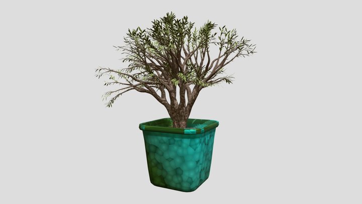 bonsai 3D Model