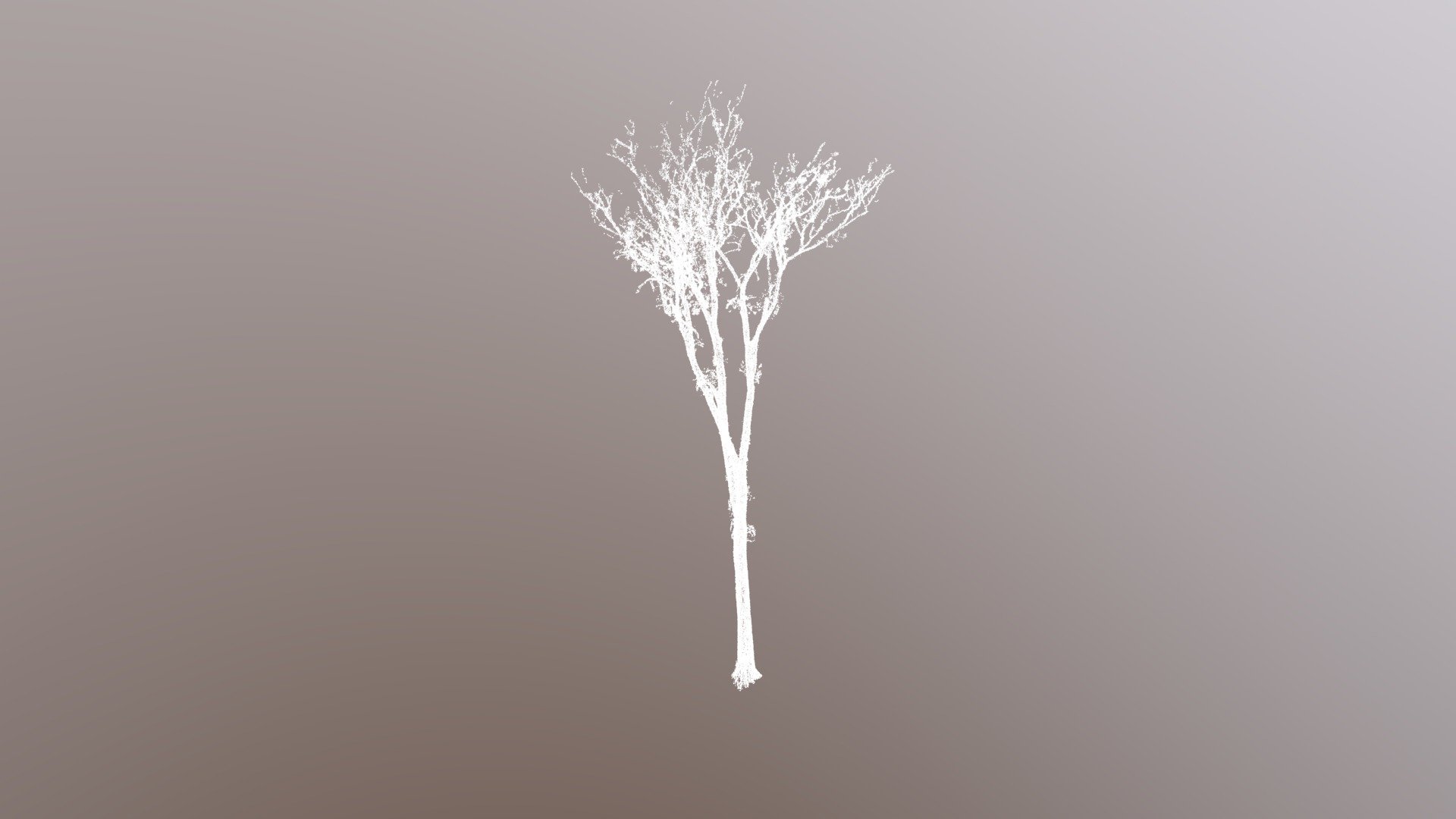 AEP02-tree_115.wood.ply