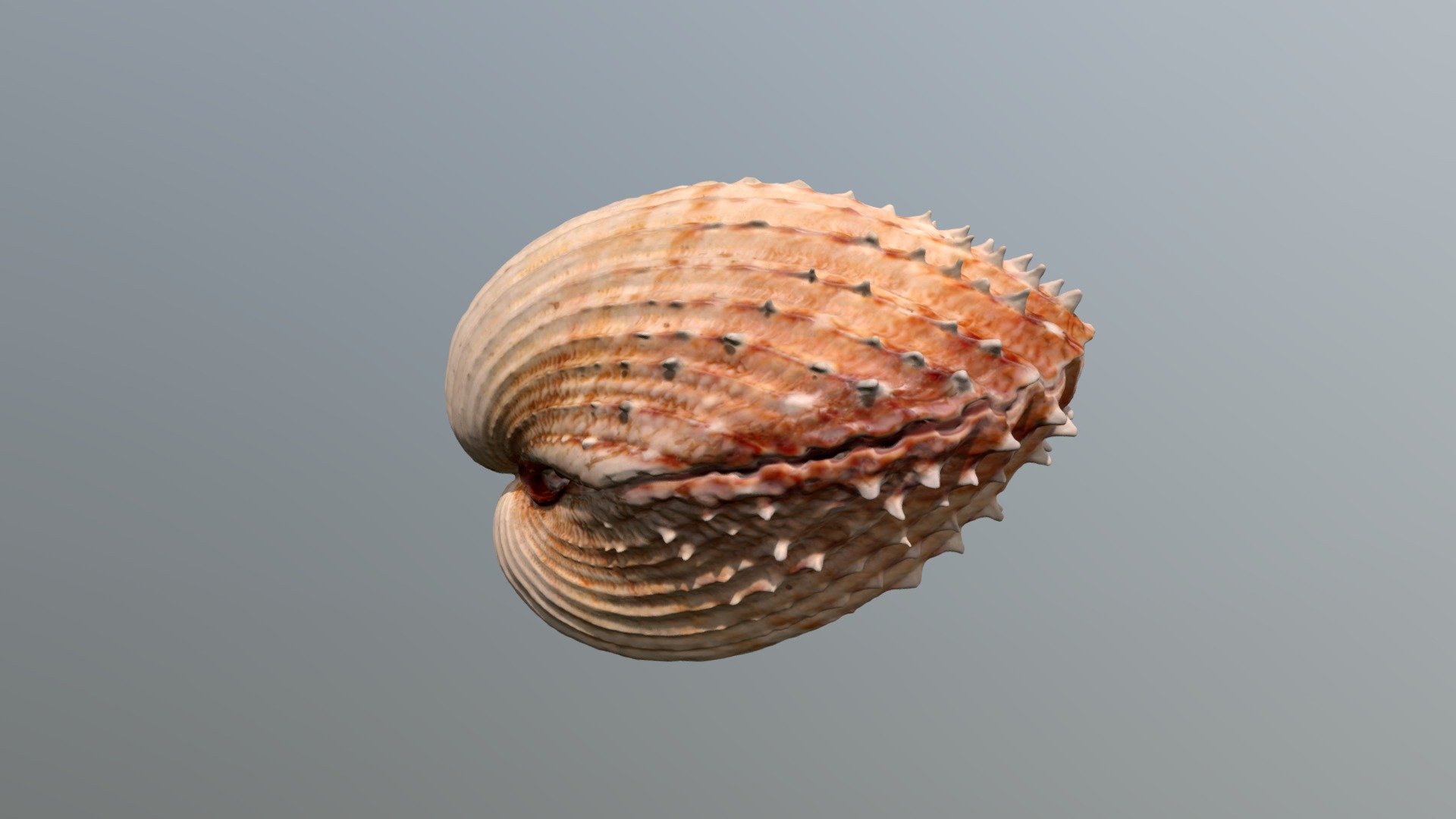 Cockle - Acanthocardia aculeata - Buy Royalty Free 3D model by ...