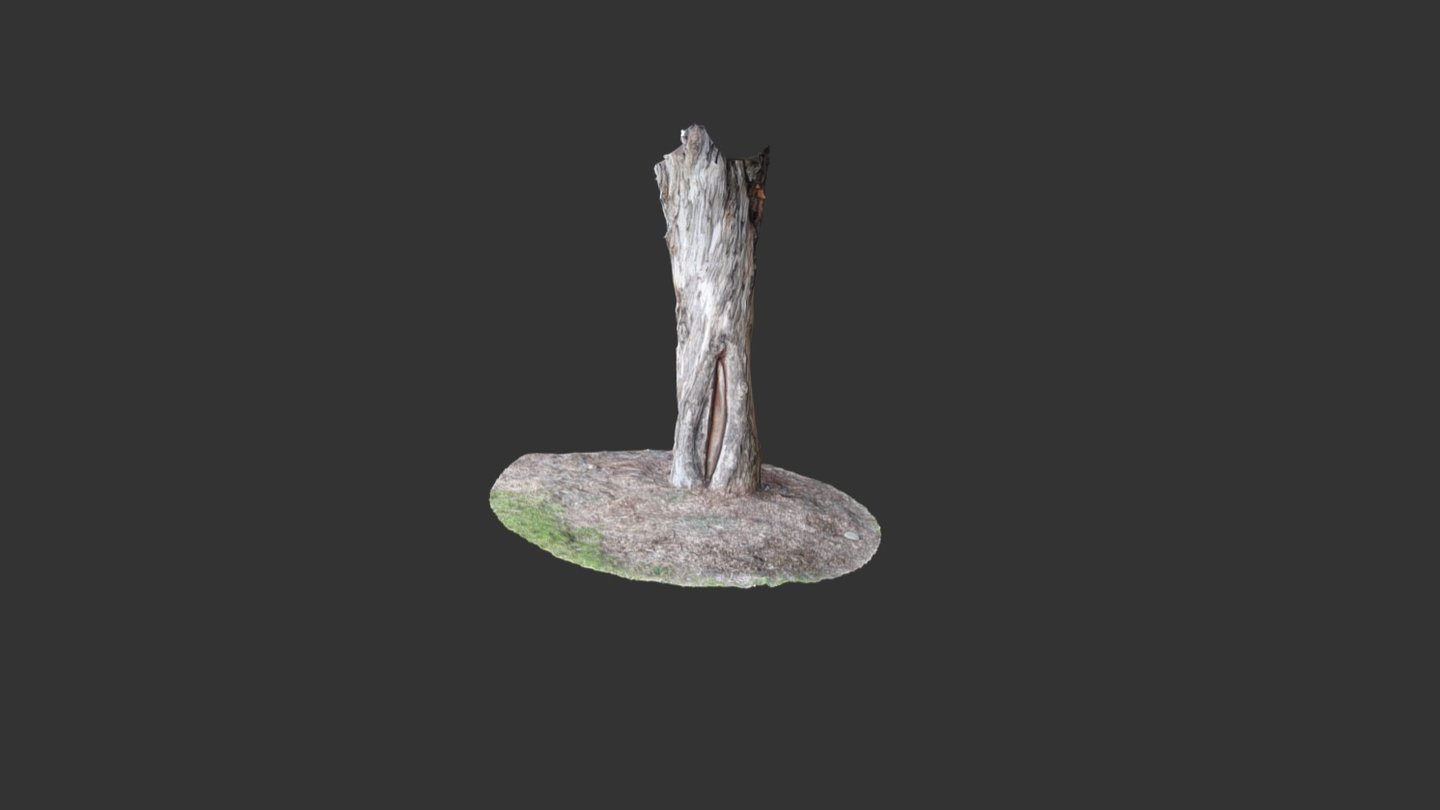 Potential Aboriginal Scar Tree