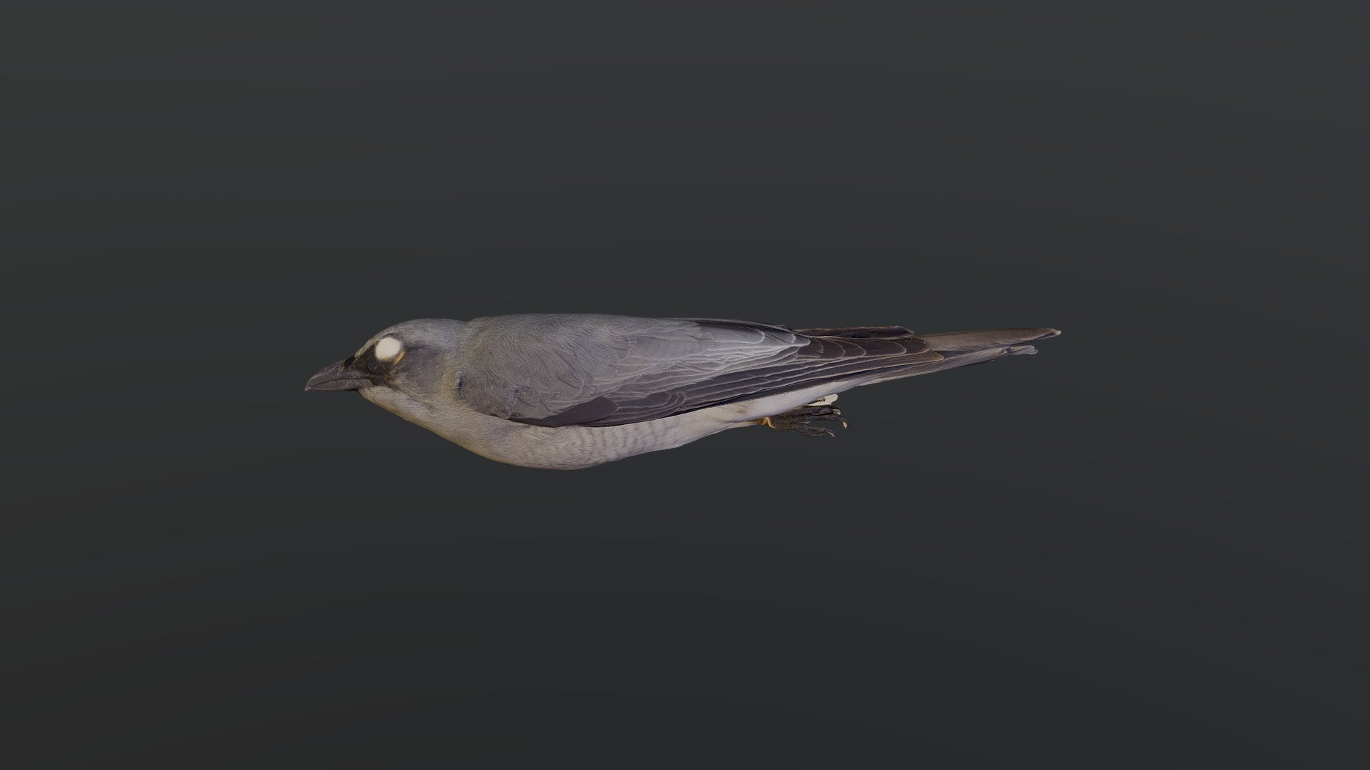 Black-faced Cuckooshrike - Coracina n. macei