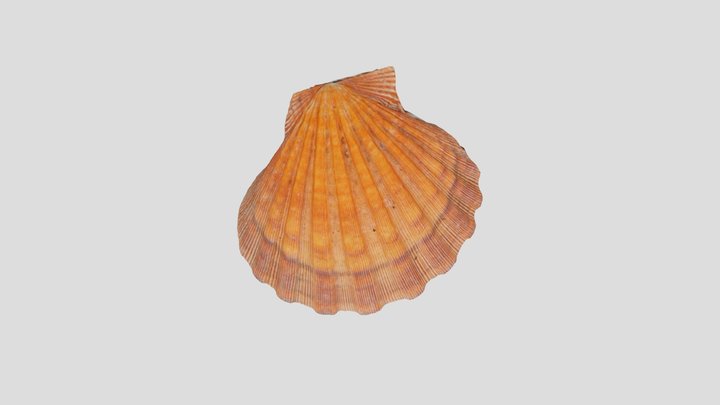 Valva de Vieira 3D Model