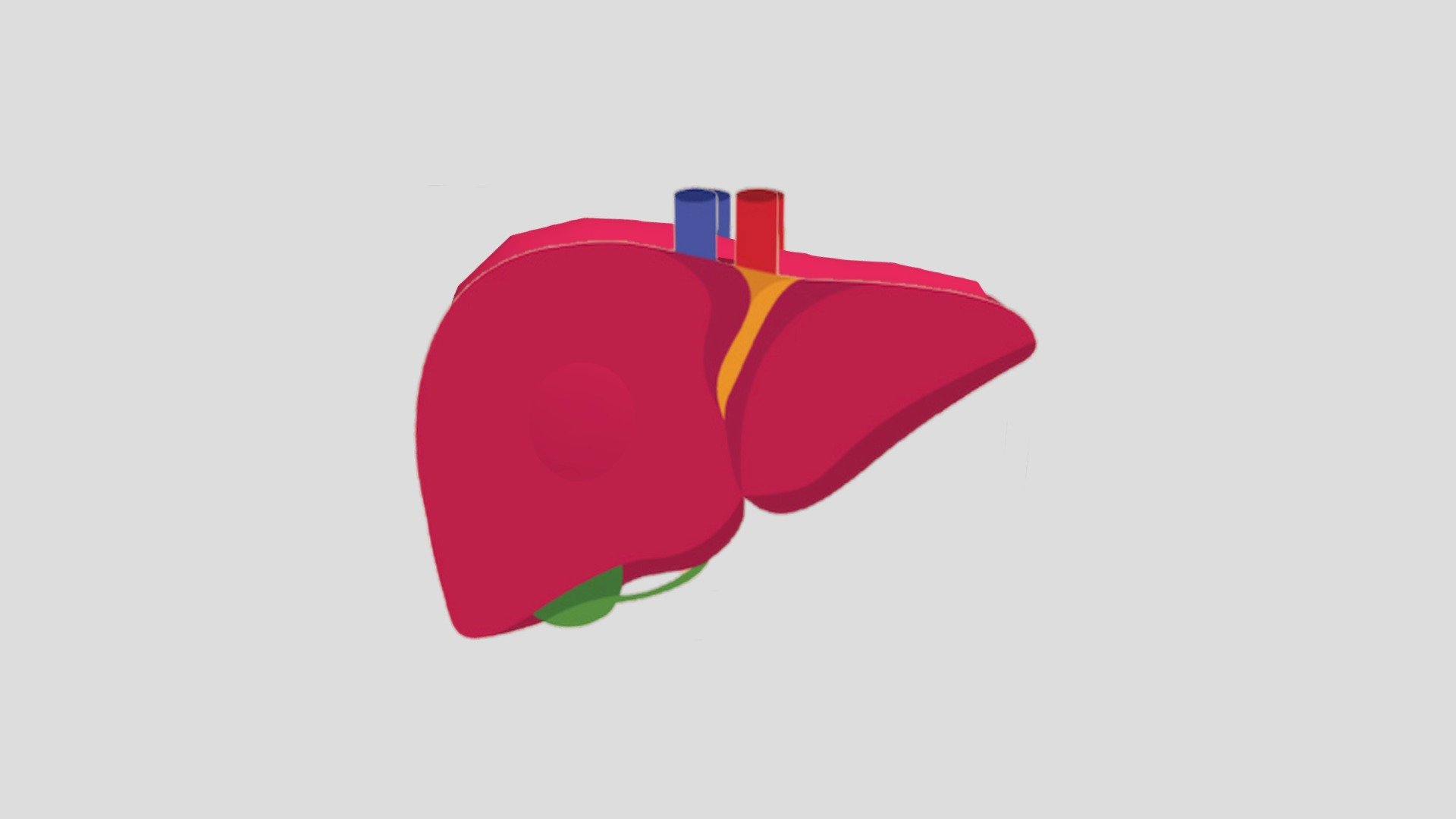 Healthy Human Heart 3D model by windyfatiar [cf4ea5b] Sketchfab