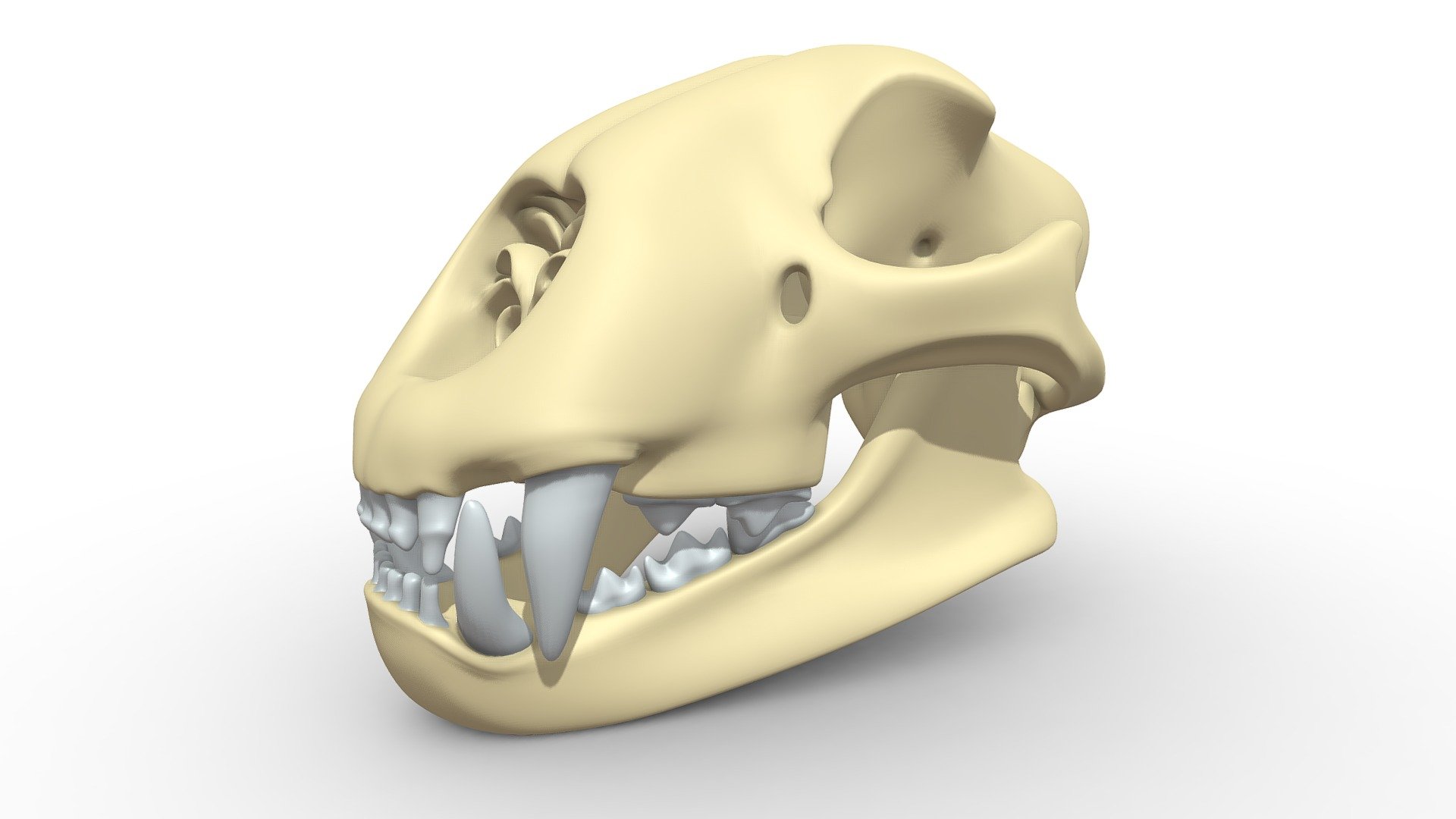 Cheetah Skull - Buy Royalty Free 3D model by 3DHorse [cf50f83 ...