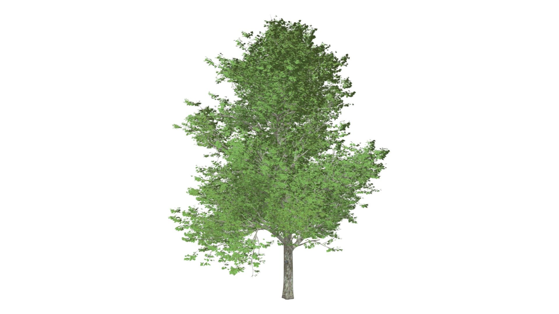 Red Maple Tree #03 - Buy Royalty Free 3D model by meshshape [cf51c5e ...