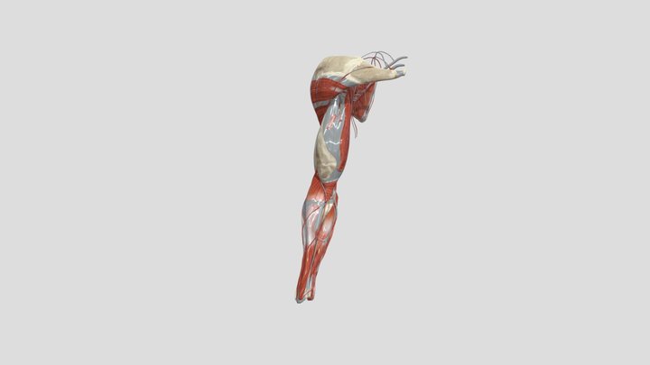 Arm-Flex 3D Model