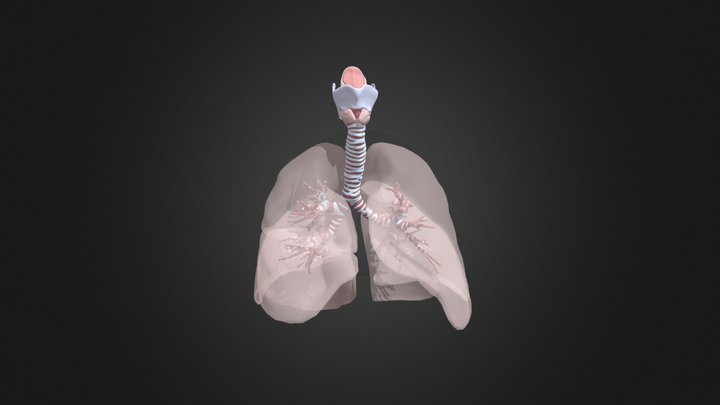 Respiratory model 3D Model