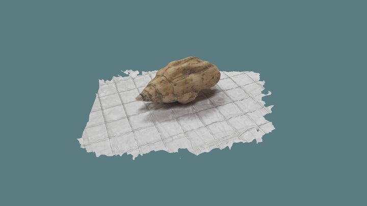 Example 01: Shell on a paper 3D Model